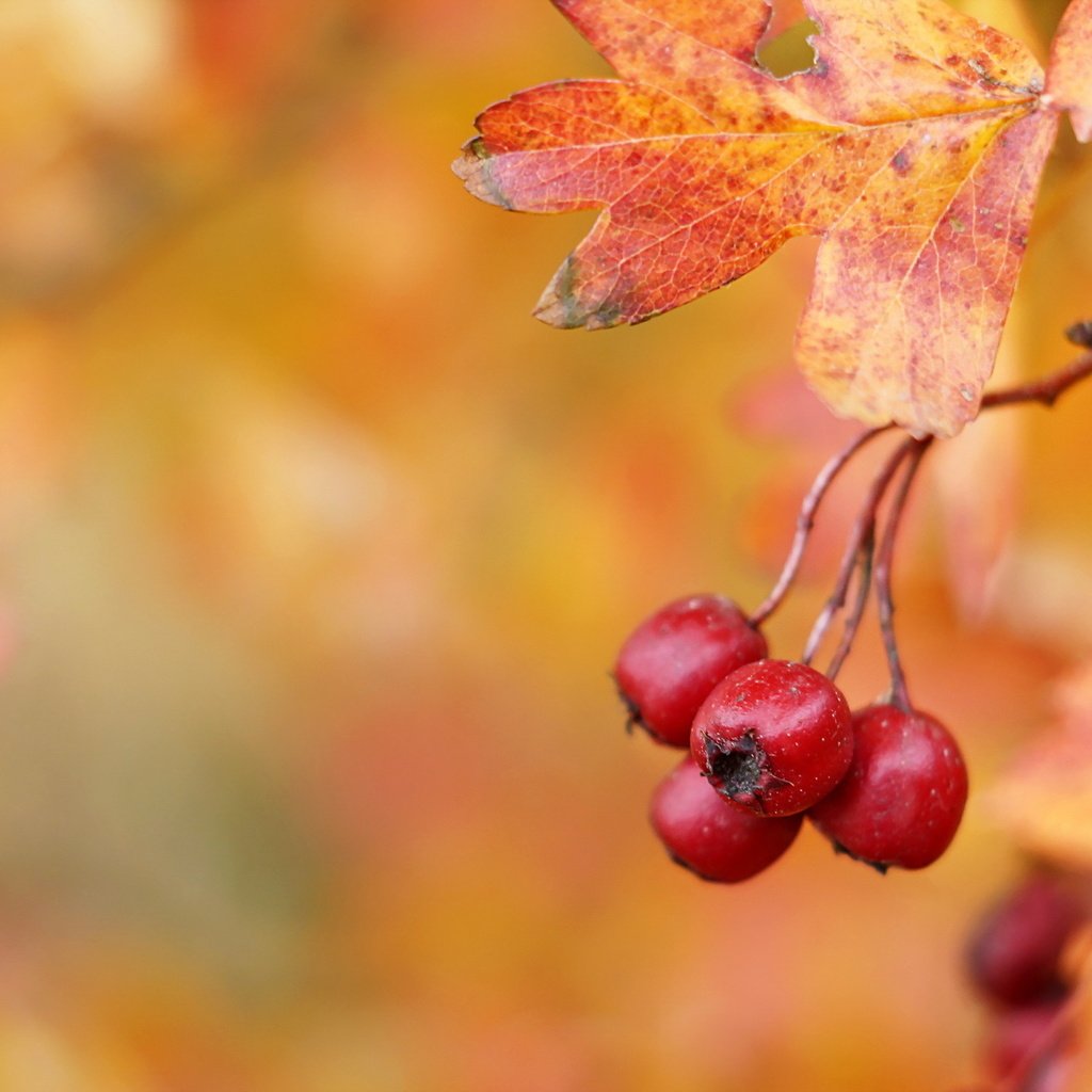 Обои осень, ягоды, плоды, боярышник, hawthorn berries, autumn, berries, fruit, hawthorn разрешение 2047x1264 Загрузить