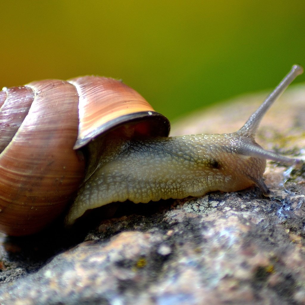 Обои макро, улитка, раковина, macro, snail, sink разрешение 4608x3072 Загрузить