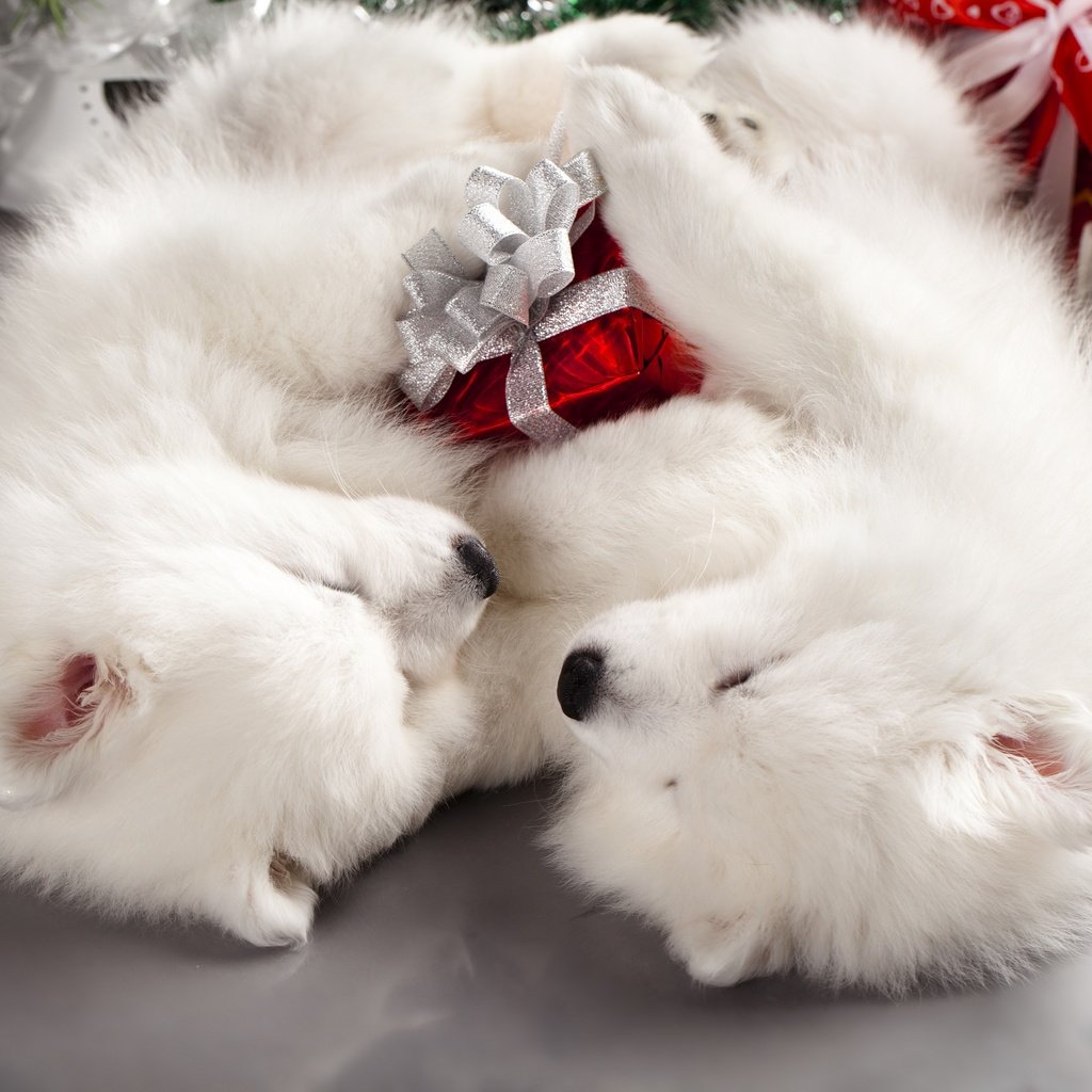 Обои новый год, праздник, подарки, рождество, пол, двое, собаки, пара, коробки, белые, мило, спят, самоед, щенки, два, new year, holiday, gifts, christmas, floor, dogs, pair, box, white, cute, sleep, samoyed, puppies, two разрешение 2880x1920 Загрузить