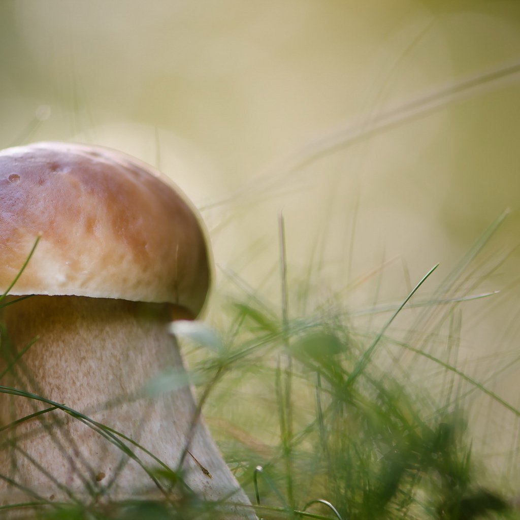 Обои природа, осень, гриб, nature, autumn, mushroom разрешение 1920x1272 Загрузить