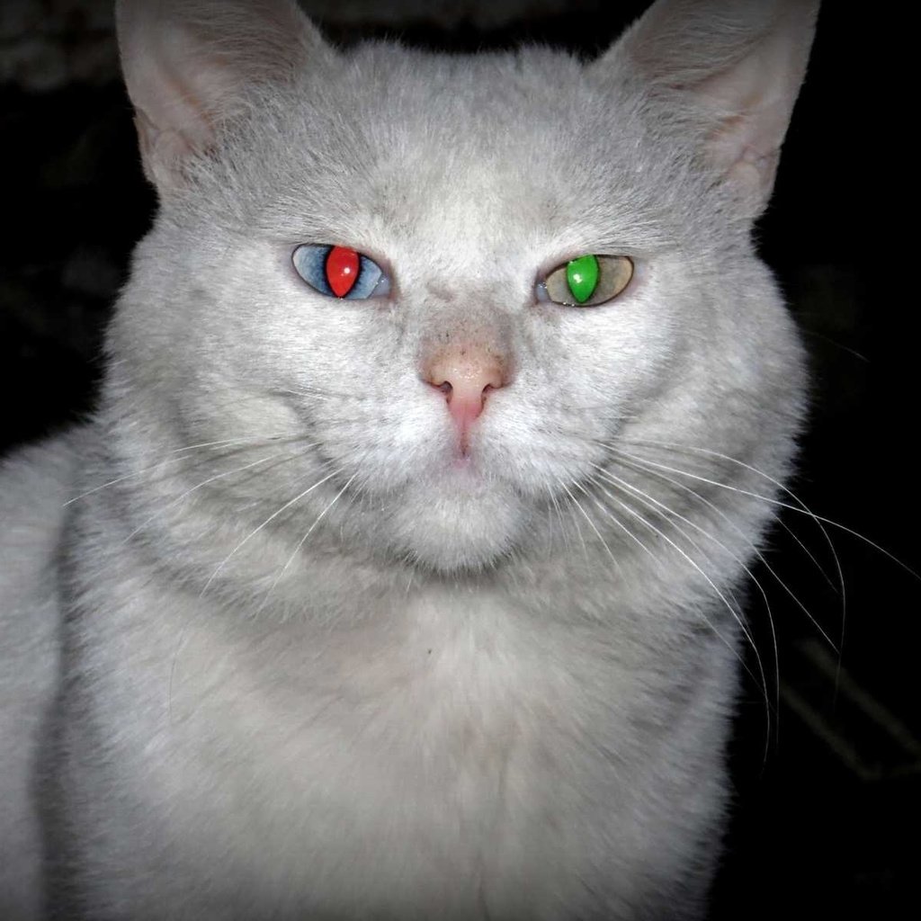 Котиков с красными глазами