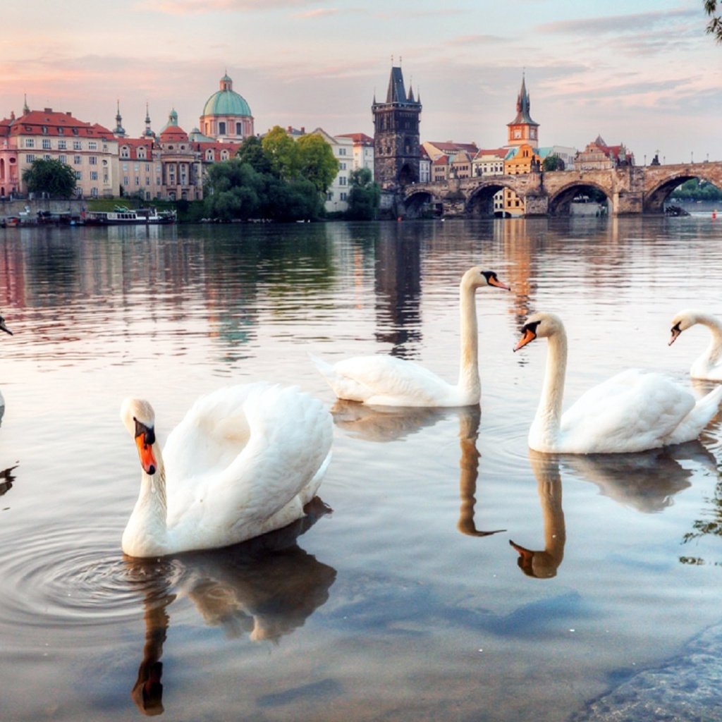 Обои река, мост, лебеди, river, bridge, swans разрешение 1920x1080 Загрузить