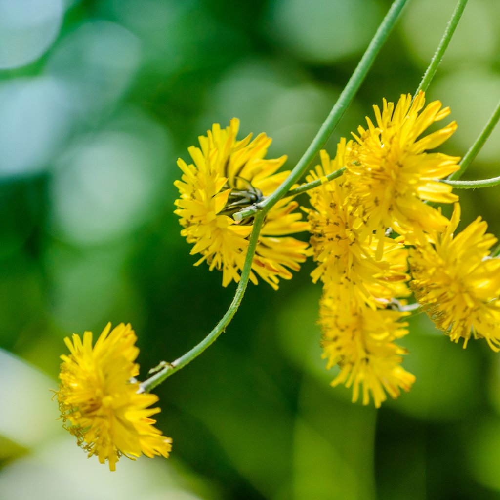 Обои цветы, макро, стебли, желтые, боке, ястребинка, flowers, macro, stems, yellow, bokeh разрешение 2048x1362 Загрузить