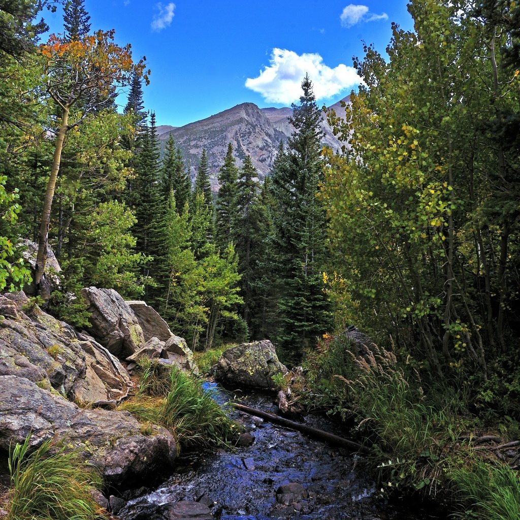 Обои деревья, река, горы, скалы, лес, пейзаж, осень, rocky mountain national park, trees, river, mountains, rocks, forest, landscape, autumn разрешение 2880x1908 Загрузить