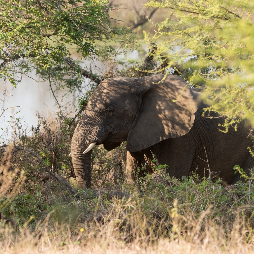 Обои трава, природа, зелень, слон, африка, grass, nature, greens, elephant, africa разрешение 2048x1367 Загрузить