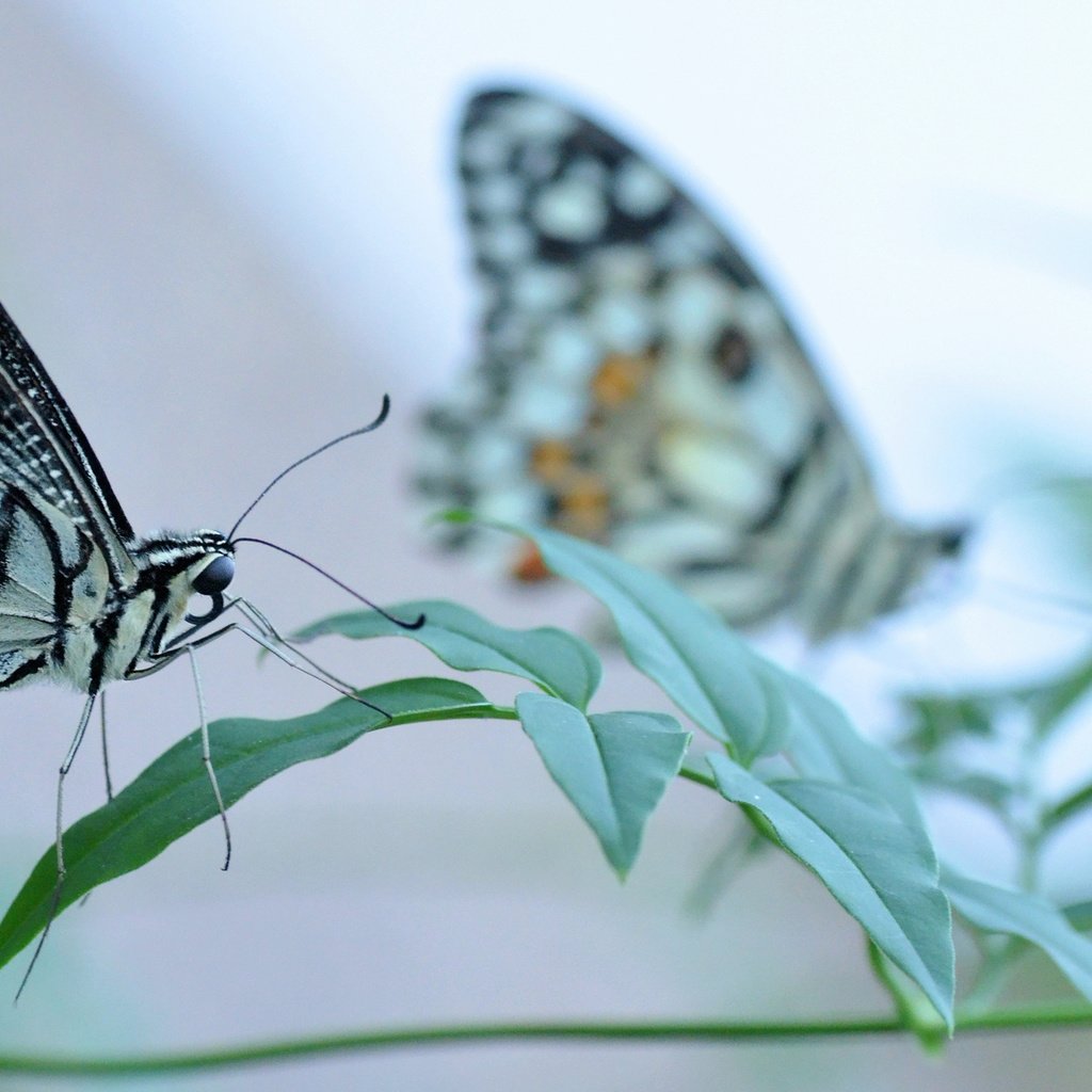 Обои трава, насекомое, бабочка, крылья, grass, insect, butterfly, wings разрешение 2048x1160 Загрузить