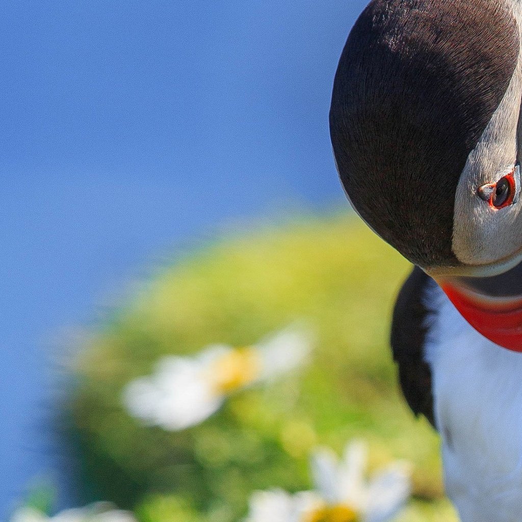 Обои макро, птица, тупик, shetland islands, melancholy puffin, macro, bird, stalled разрешение 1920x1200 Загрузить