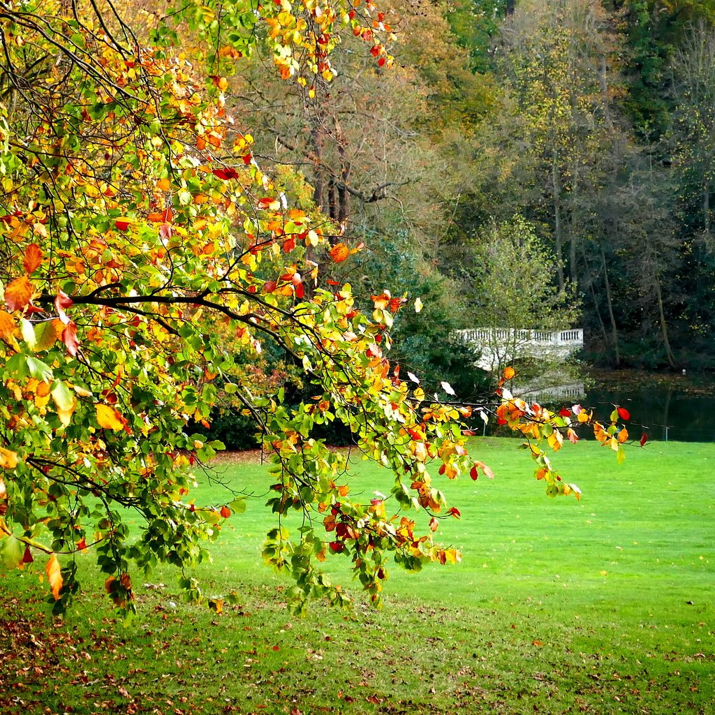 Обои деревья, пейзаж, поле, мост, лондон, осень, hampstead heath, trees, landscape, field, bridge, london, autumn разрешение 4327x2310 Загрузить