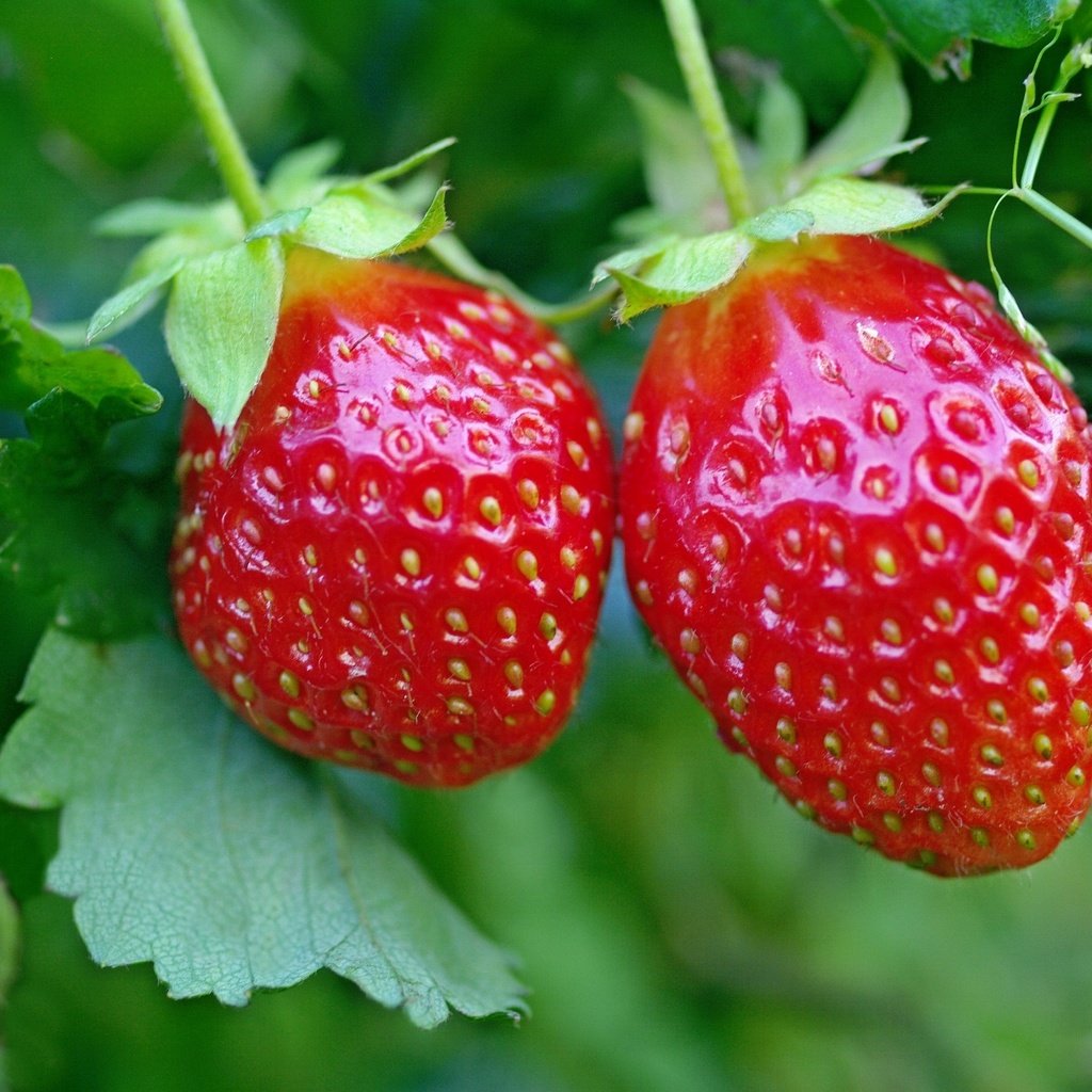 Обои красная, клубника, ягоды, red, strawberry, berries разрешение 2232x1439 Загрузить