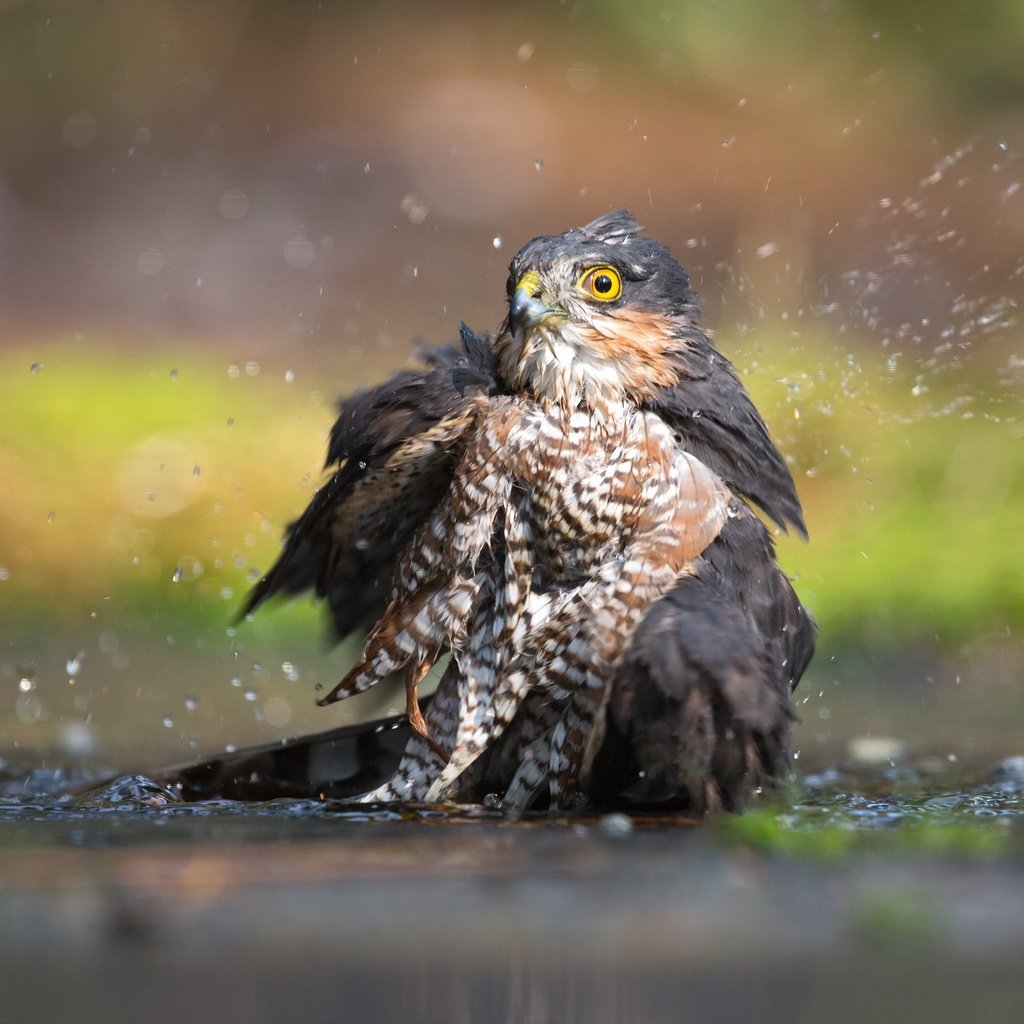 Обои вода, птица, ястреб-перепелятник, water, bird, sparrowhawk разрешение 2560x1707 Загрузить