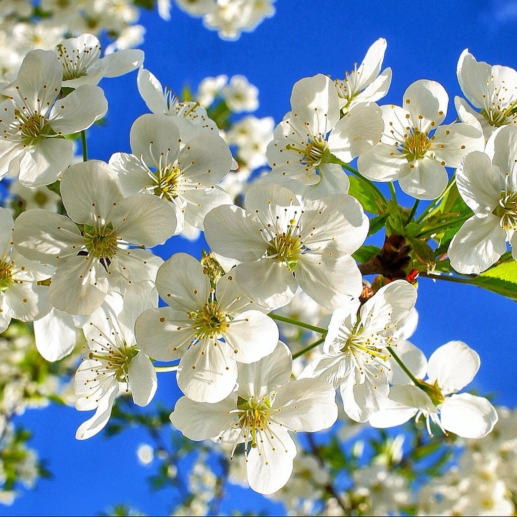 Обои небо, цветы, ветки, вишенка, флора, the sky, flowers, branches, cherry, flora разрешение 2001x1293 Загрузить