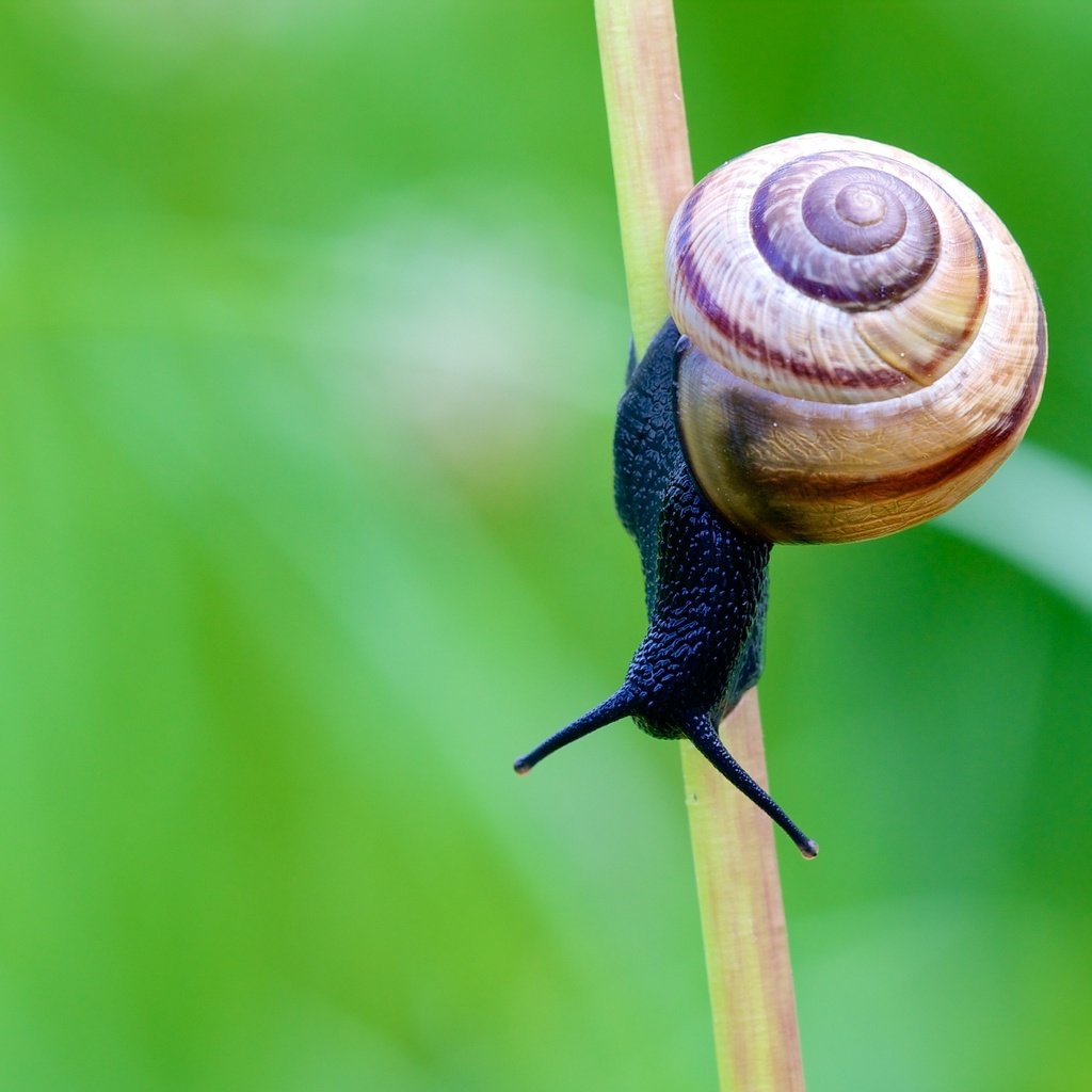 Обои усики, стебель, улитка, stalk, оболочка, antennae, stem, snail, shell разрешение 2247x1498 Загрузить