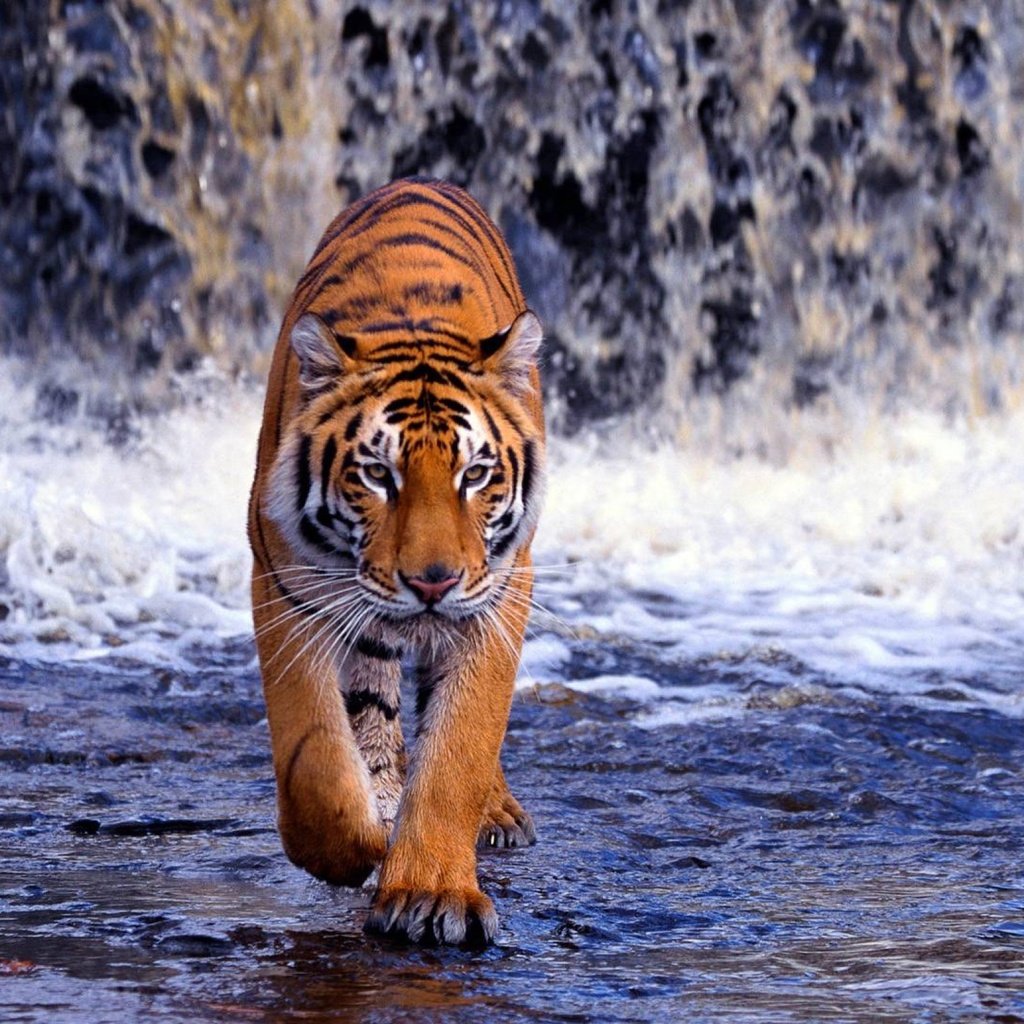 Обои тигр, река, водопад, жищник, tiger, river, waterfall, isnic разрешение 2560x1600 Загрузить