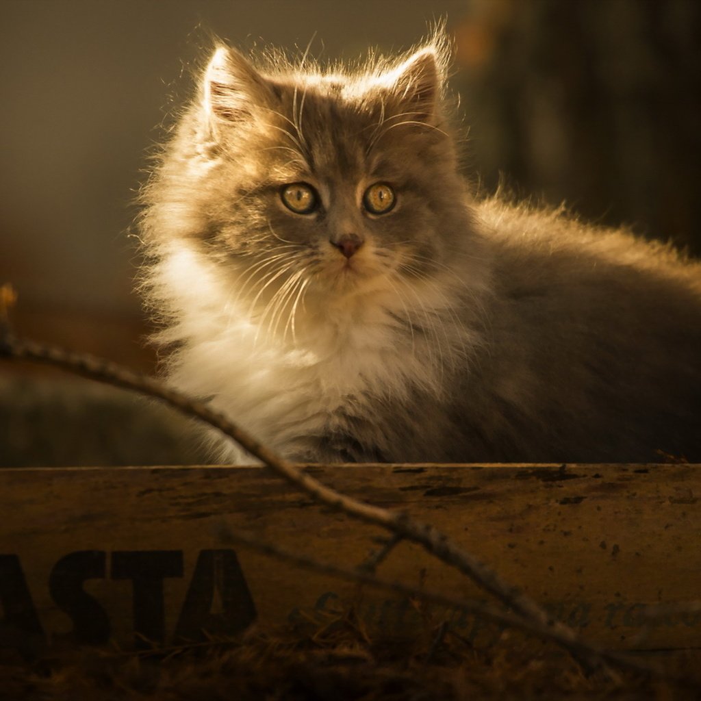 Обои фон, кошка, взгляд, котенок, пушистый, background, cat, look, kitty, fluffy разрешение 1920x1200 Загрузить