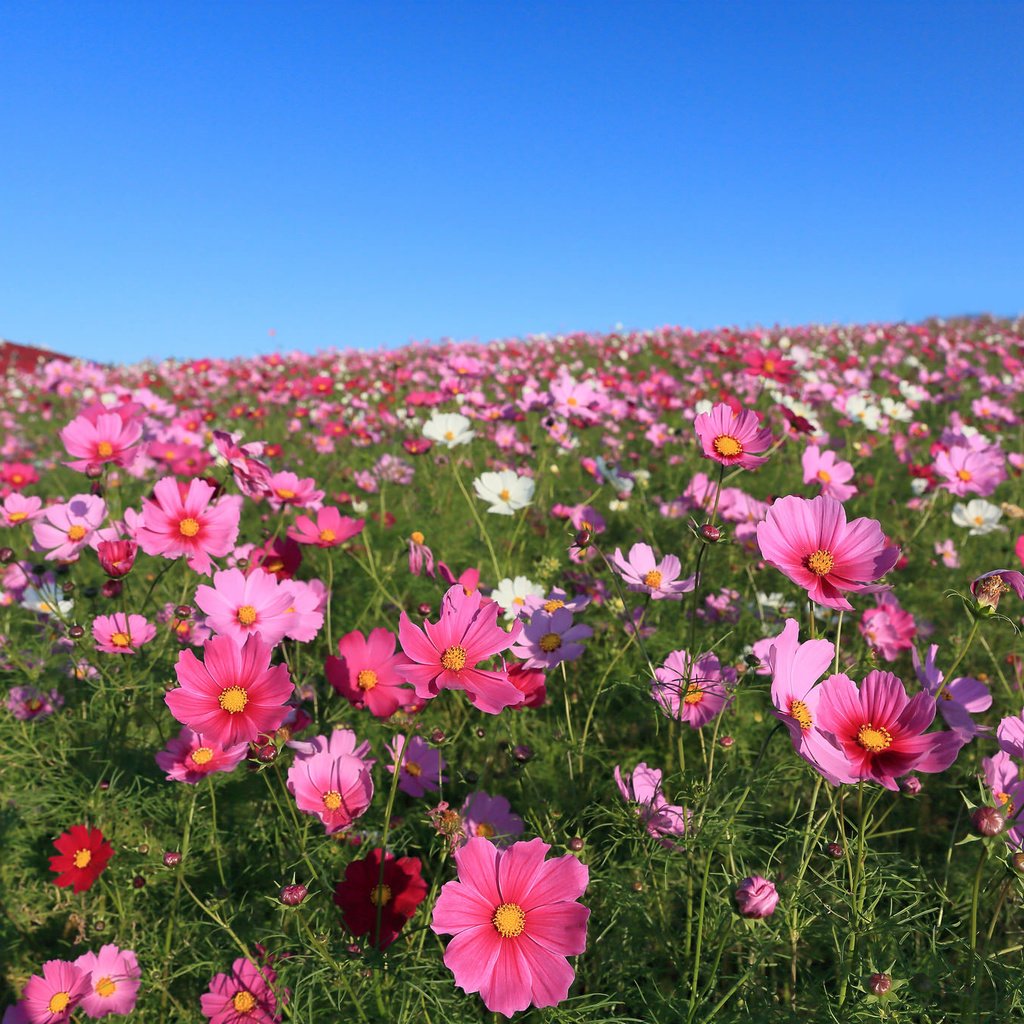 Обои небо, цветы, поле, космея, the sky, flowers, field, kosmeya разрешение 2048x1365 Загрузить