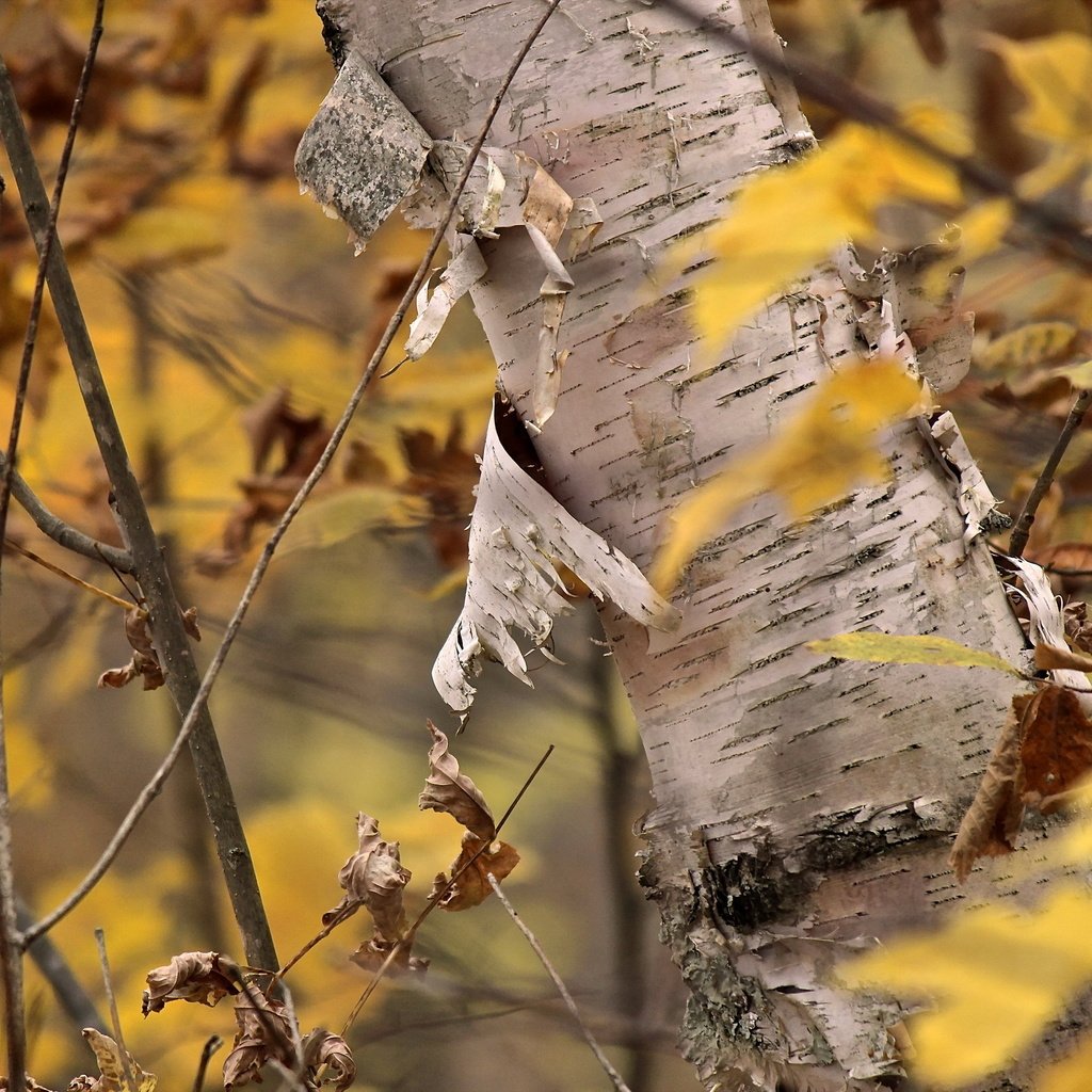 Обои дерево, листья, осень, кора, береза, tree, leaves, autumn, bark, birch разрешение 2560x1707 Загрузить