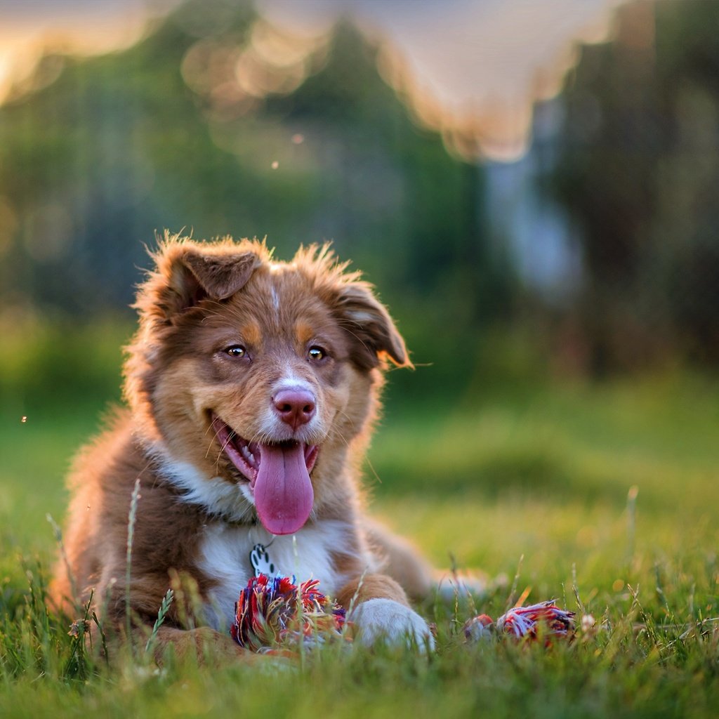 Обои собака, щенок, язык, австралийская овчарка, аусси, dog, puppy, language, australian shepherd, aussie разрешение 1980x1320 Загрузить