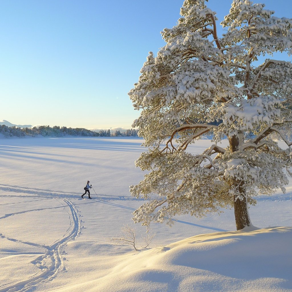 Обои дерево, зима, пейзаж, одинокое, лыжница, tree, winter, landscape, alone, skier разрешение 3776x2520 Загрузить