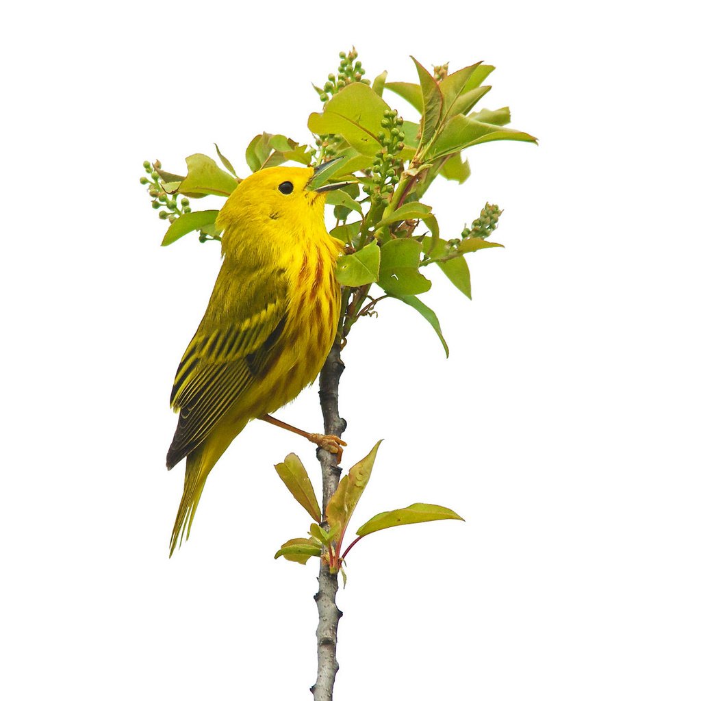 Обои листья, птица, растение, жёлтая, камышевка, leaves, bird, plant, yellow, warbler разрешение 2048x1194 Загрузить