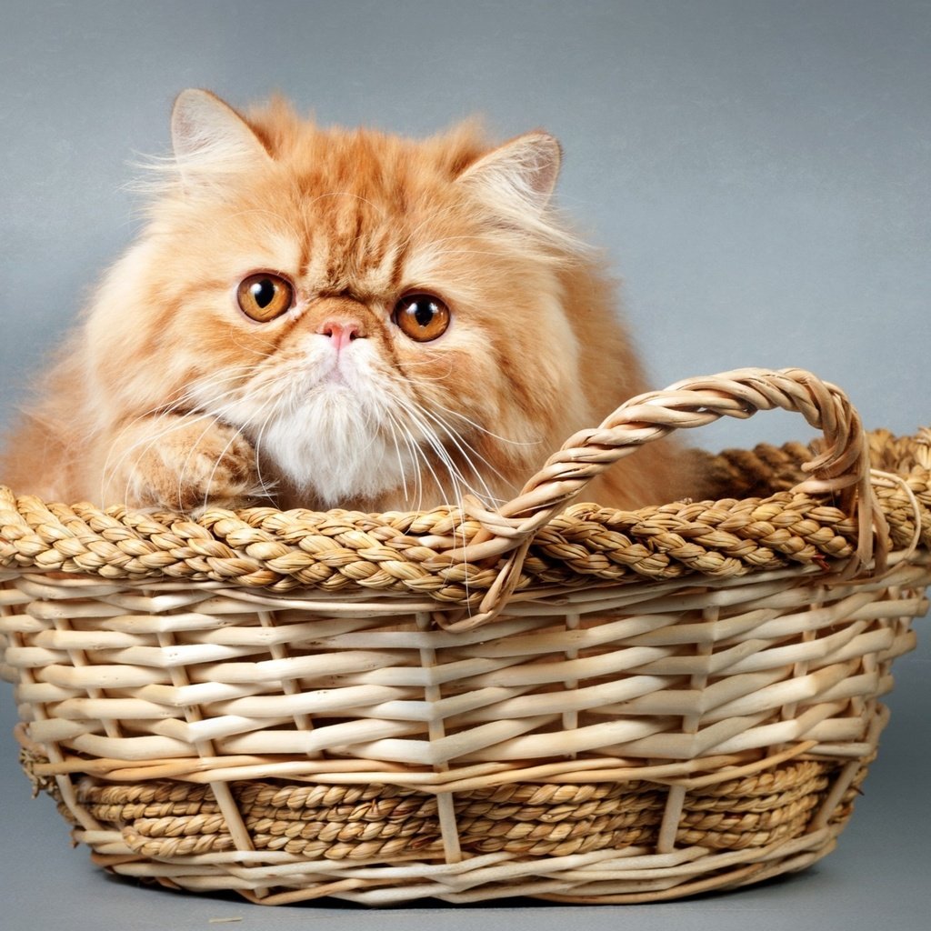 Обои кот, мордочка, кошка, взгляд, корзина, cat, muzzle, look, basket разрешение 2700x1778 Загрузить