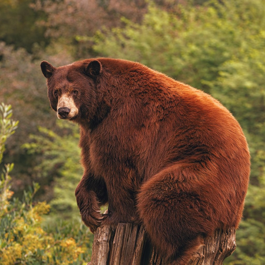 Обои природа, лес, медведь, пень, барибал, nature, forest, bear, stump, baribal разрешение 2048x1365 Загрузить