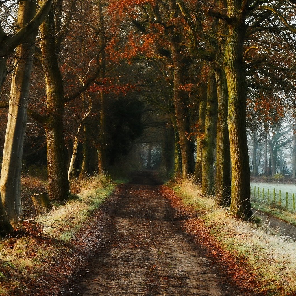 Обои дорога, деревья, природа, осень, road, trees, nature, autumn разрешение 1920x1280 Загрузить