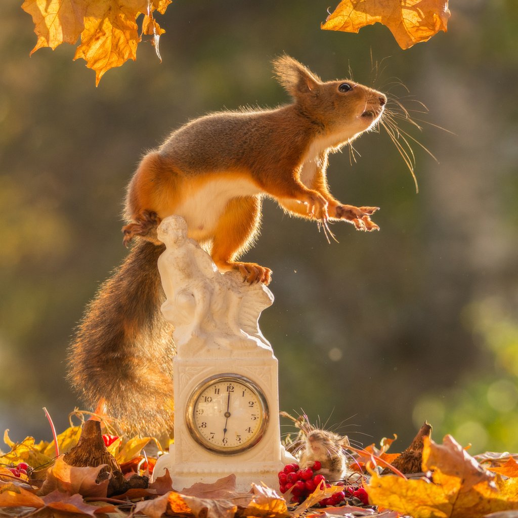 Обои листья, осень, часы, рыжая, белка, мышка, leaves, autumn, watch, red, protein, mouse разрешение 2048x1463 Загрузить