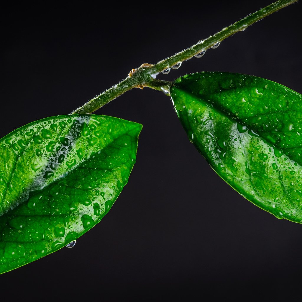 Обои ветка, листья, макро, капли, branch, leaves, macro, drops разрешение 4288x2848 Загрузить