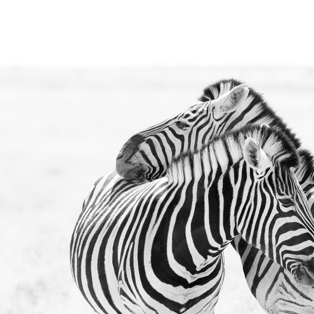 Обои зебра, любовь, пара, белый фон, зебры, zebra, love, pair, white background разрешение 2046x1352 Загрузить