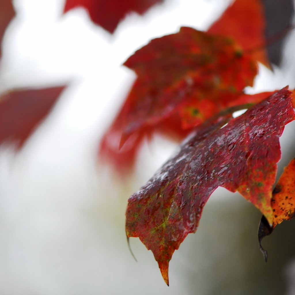 Обои природа, листья, осень, размытость, осенние листья, nature, leaves, autumn, blur, autumn leaves разрешение 2560x1707 Загрузить