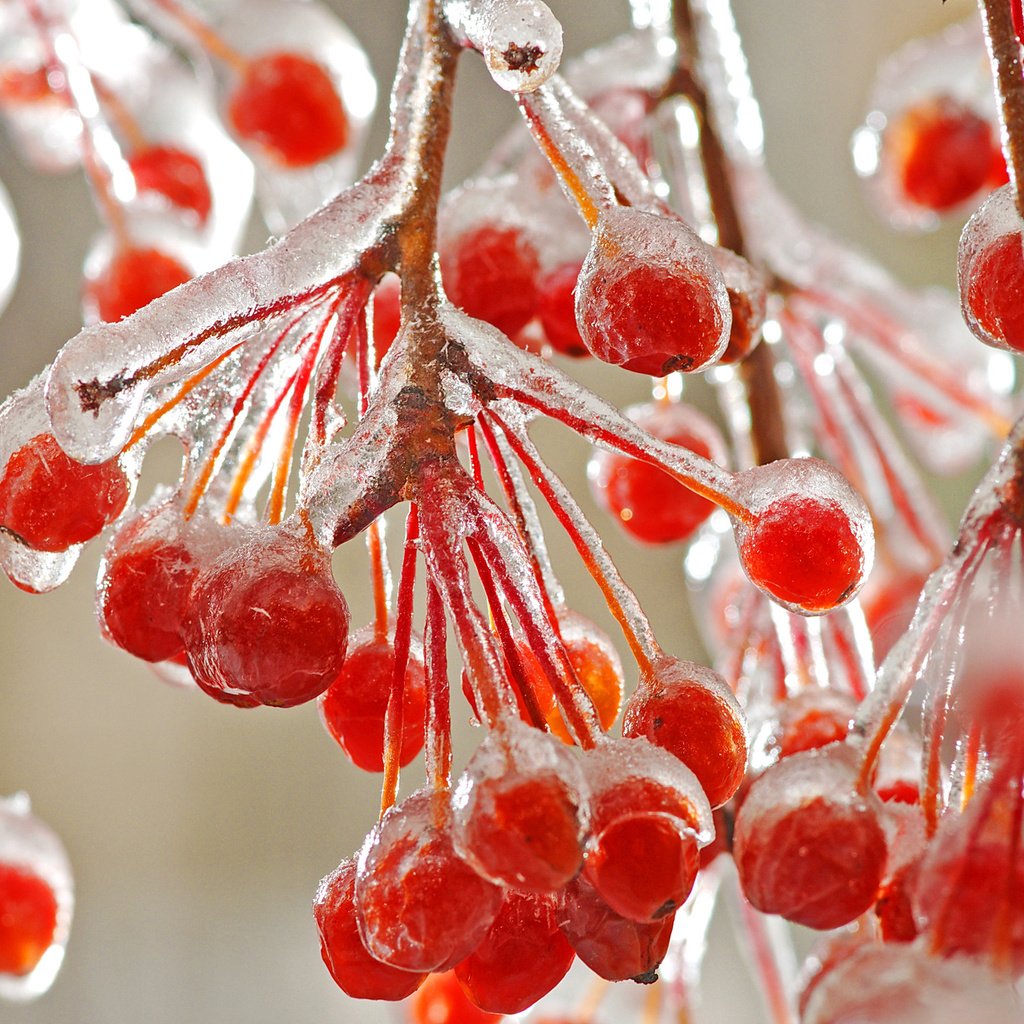 Обои ветки, ягода, лёд, плоды, калина, branches, berry, ice, fruit, kalina разрешение 2560x1600 Загрузить