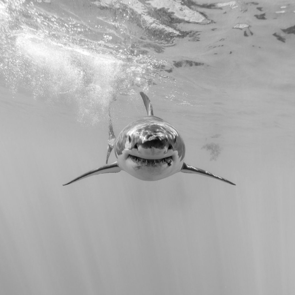 Обои природа, море, чёрно-белое, акула, подводный мир, nature, sea, black and white, shark, underwater world разрешение 5760x3840 Загрузить