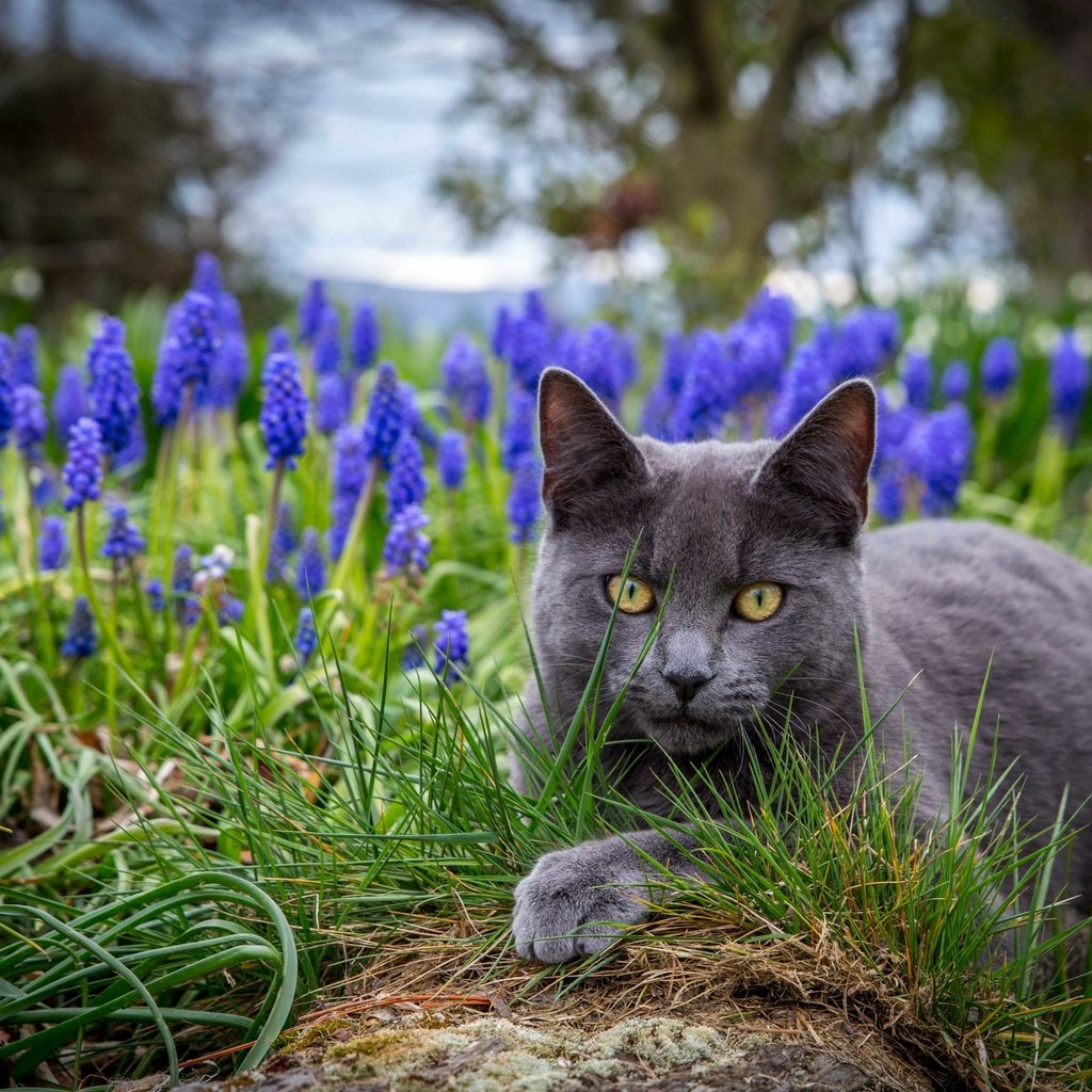 Обои глаза, цветы, трава, кот, eyes, flowers, grass, cat разрешение 2880x2057 Загрузить