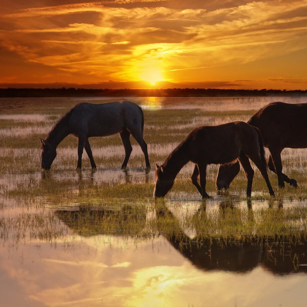 Обои природа, закат, лошади, кони, nature, sunset, horse, horses разрешение 1920x1200 Загрузить