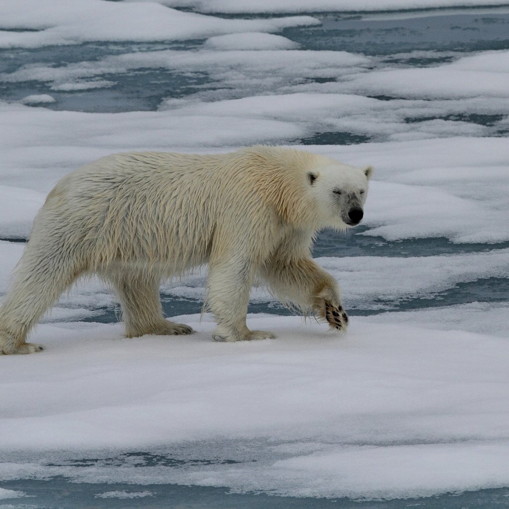 Обои животные, полярный медведь, медведь, белый медведь, animals, polar bear, bear разрешение 2880x2369 Загрузить