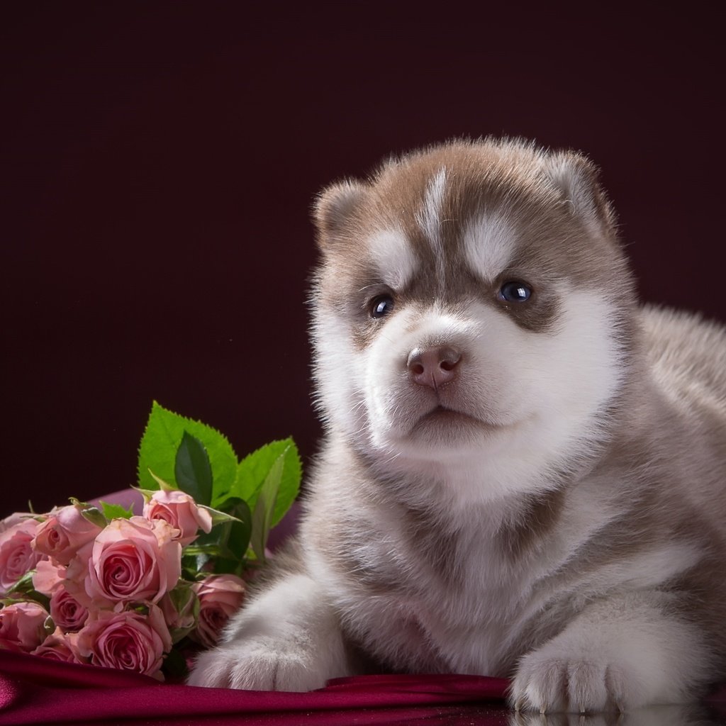 Обои цветы, розы, собака, щенок, ткань, хаски, порода, flowers, roses, dog, puppy, fabric, husky, breed разрешение 2400x1502 Загрузить