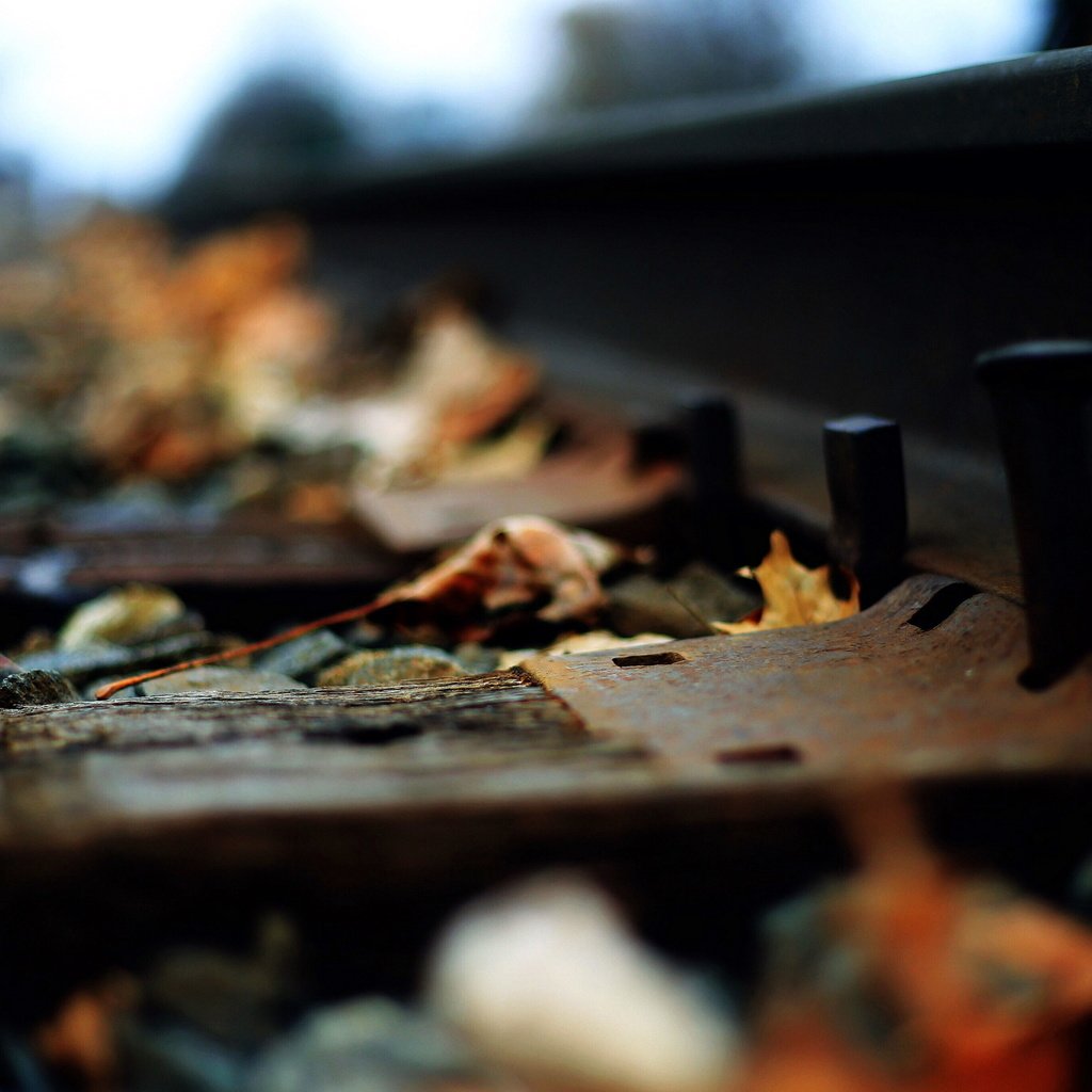 Обои железная дорога, рельсы, листья, макро, осень, railroad, rails, leaves, macro, autumn разрешение 2560x1706 Загрузить