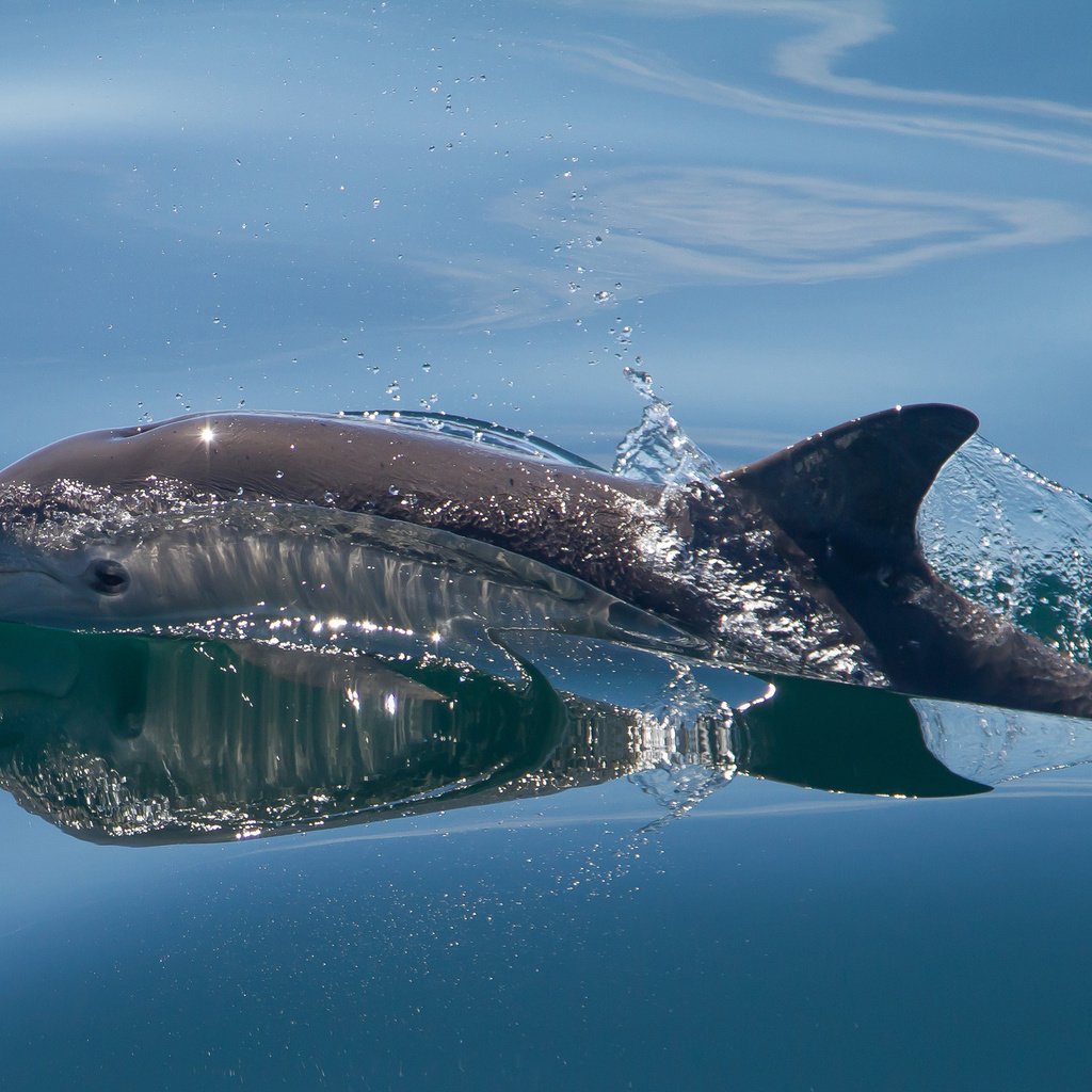 Обои вода, море, брызги, дельфин, млекопитающее, water, sea, squirt, dolphin, mammal разрешение 2560x1600 Загрузить