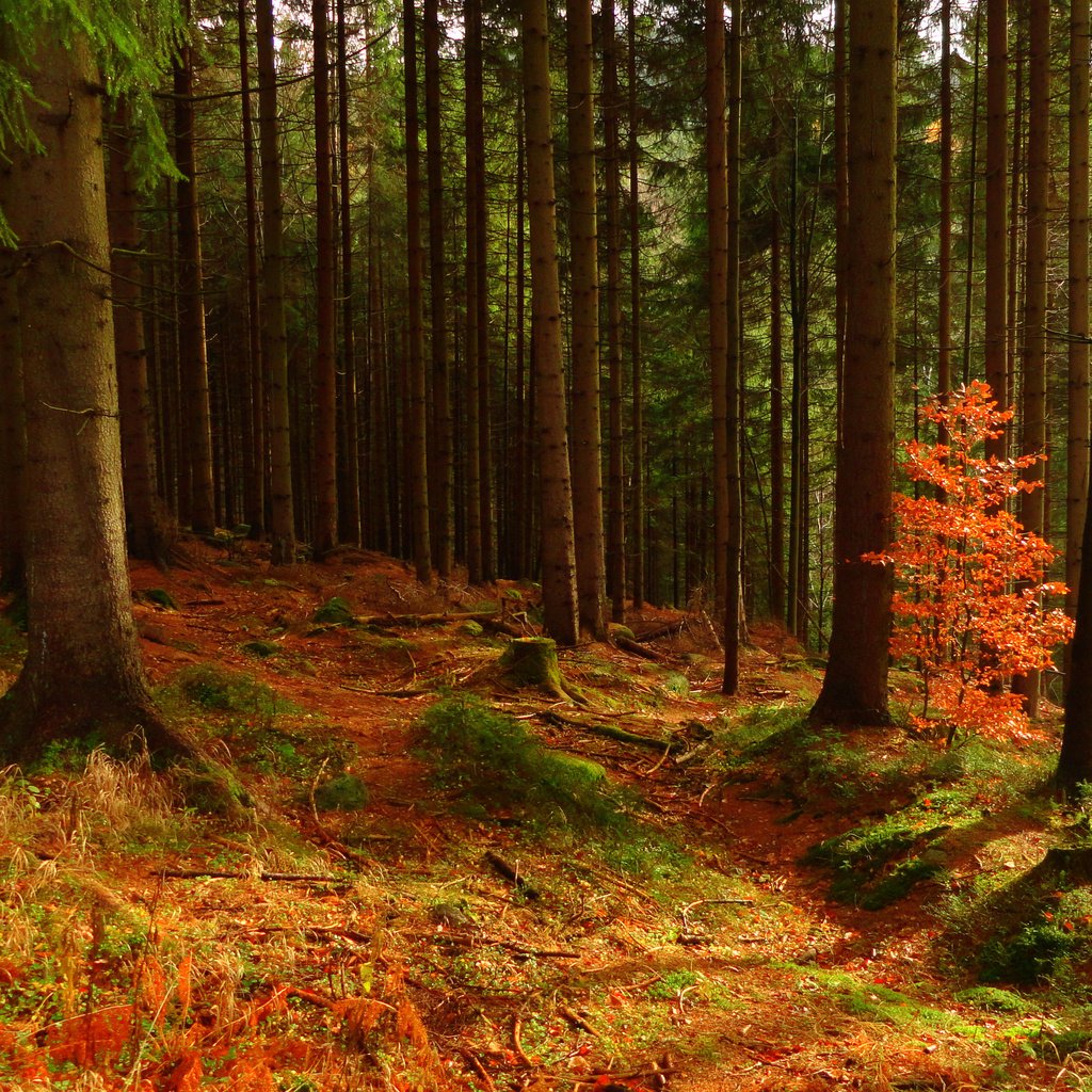 Обои деревья, природа, лес, осень, trees, nature, forest, autumn разрешение 4608x2592 Загрузить