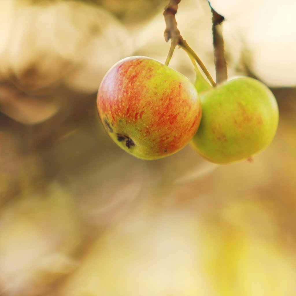 Обои природа, яблоки, осень, nature, apples, autumn разрешение 2560x1707 Загрузить