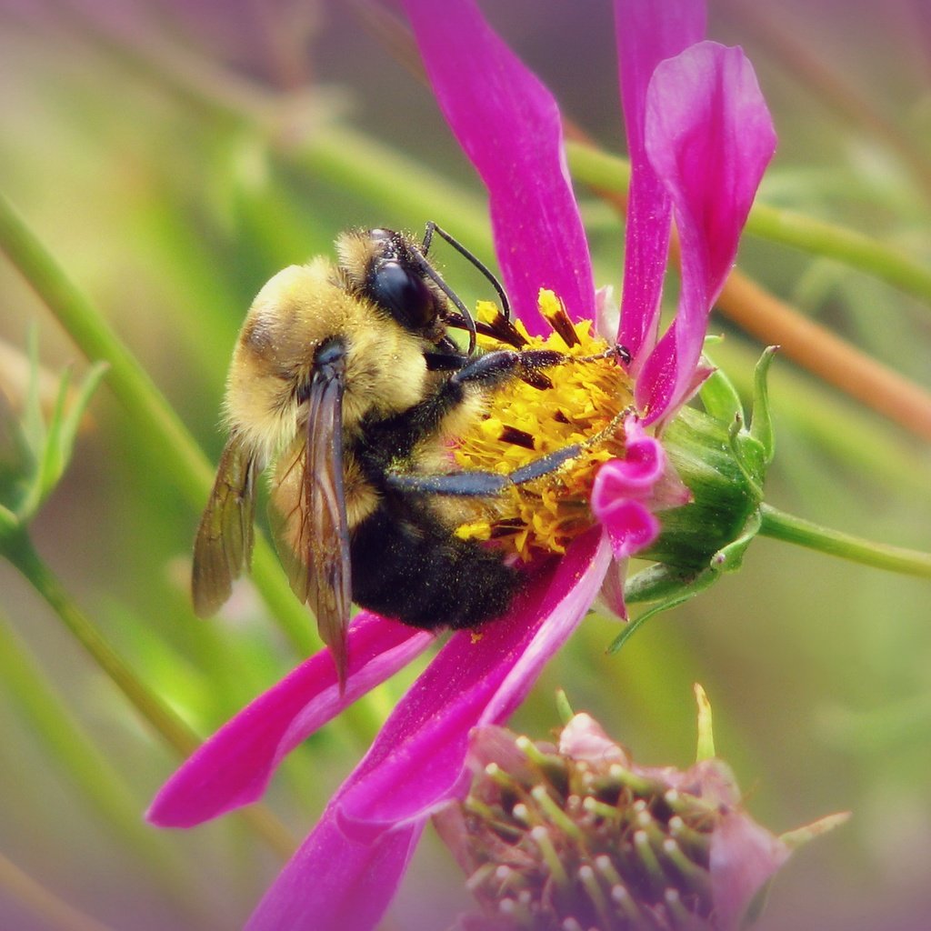 Обои макро, насекомое, цветок, шмель, macro, insect, flower, bumblebee разрешение 3128x2346 Загрузить