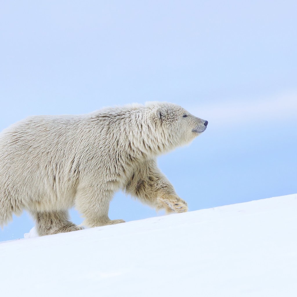 Обои снег, полярный медведь, медведь, белый медведь, аляска, snow, polar bear, bear, alaska разрешение 2048x1245 Загрузить