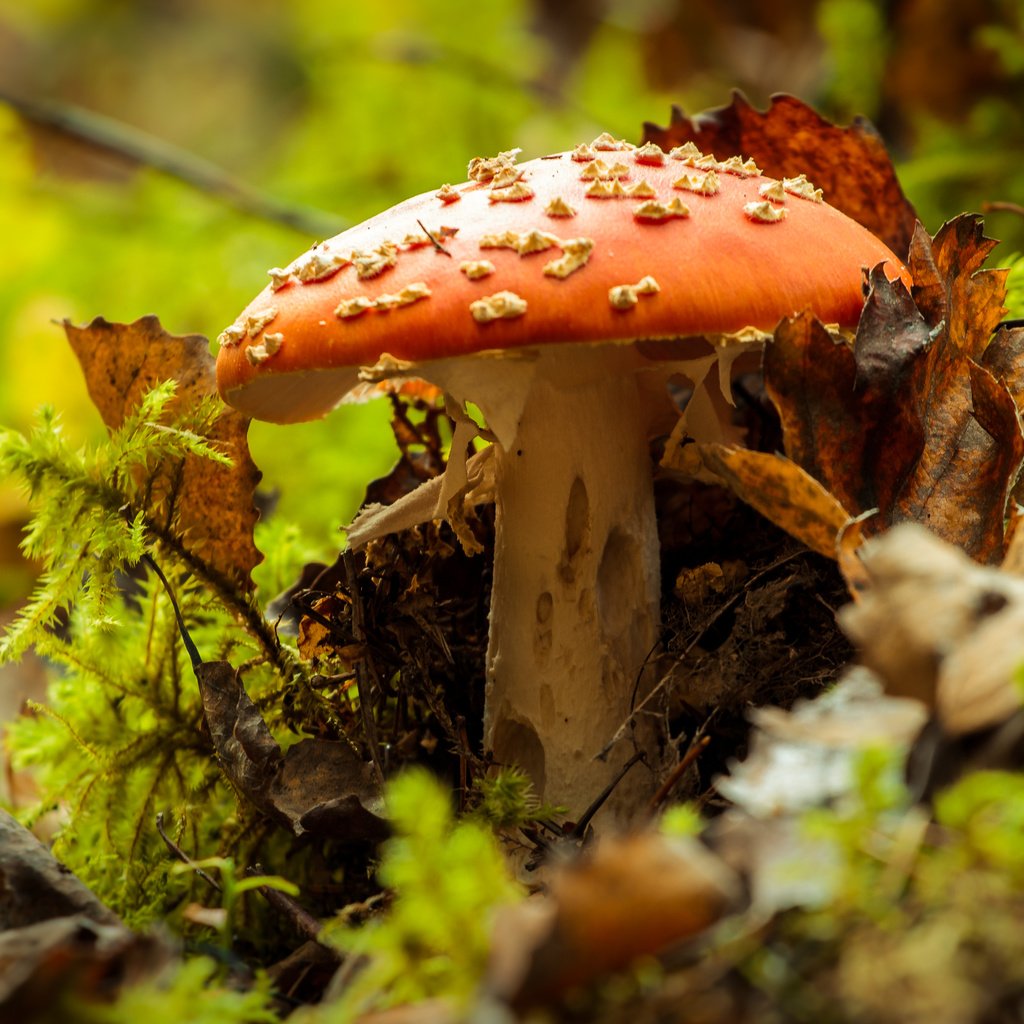 Обои природа, осень, гриб, мухомор, nature, autumn, mushroom разрешение 4272x2478 Загрузить