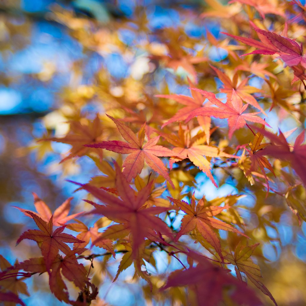 Обои небо, листья, макро, ветки, осень, клен, the sky, leaves, macro, branches, autumn, maple разрешение 2048x1356 Загрузить