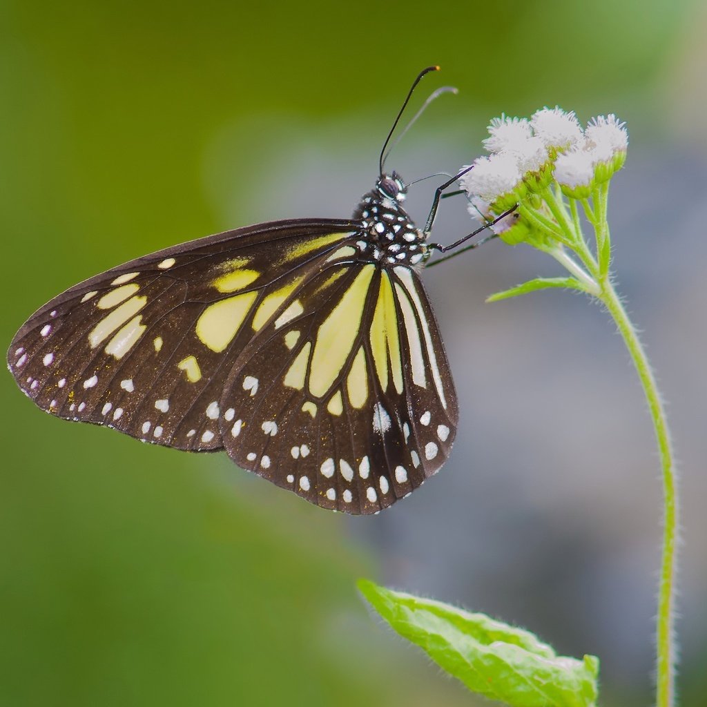 Обои насекомое, фон, цветок, бабочка, insect, background, flower, butterfly разрешение 2048x1296 Загрузить