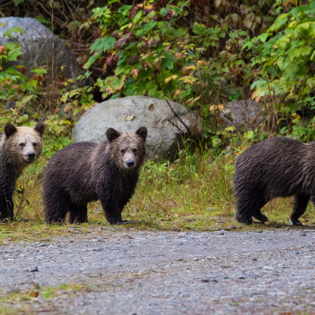 Обои природа, медведь, прогулка, медведи, бурый медведь, nature, bear, walk, bears, brown bear разрешение 2334x1285 Загрузить