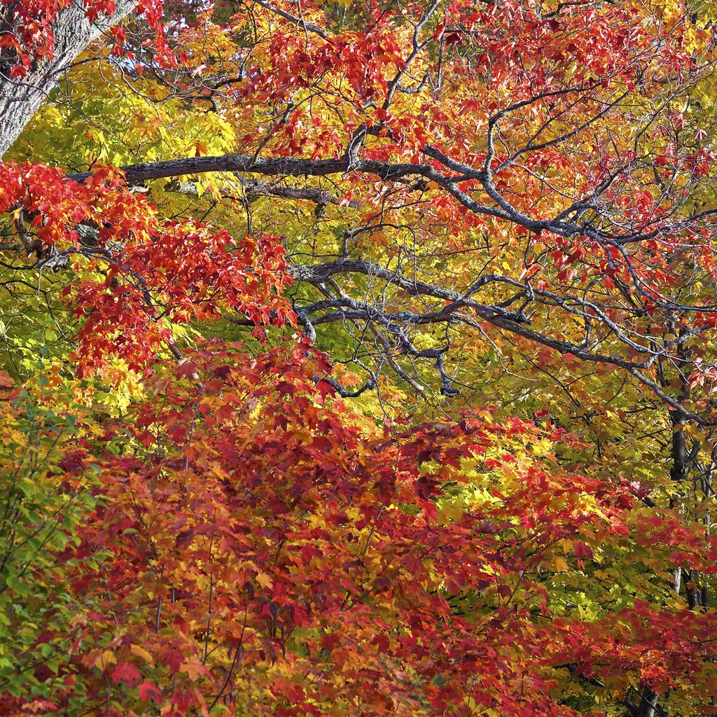 Обои деревья, листья, ветки, осень, trees, leaves, branches, autumn разрешение 2048x1365 Загрузить