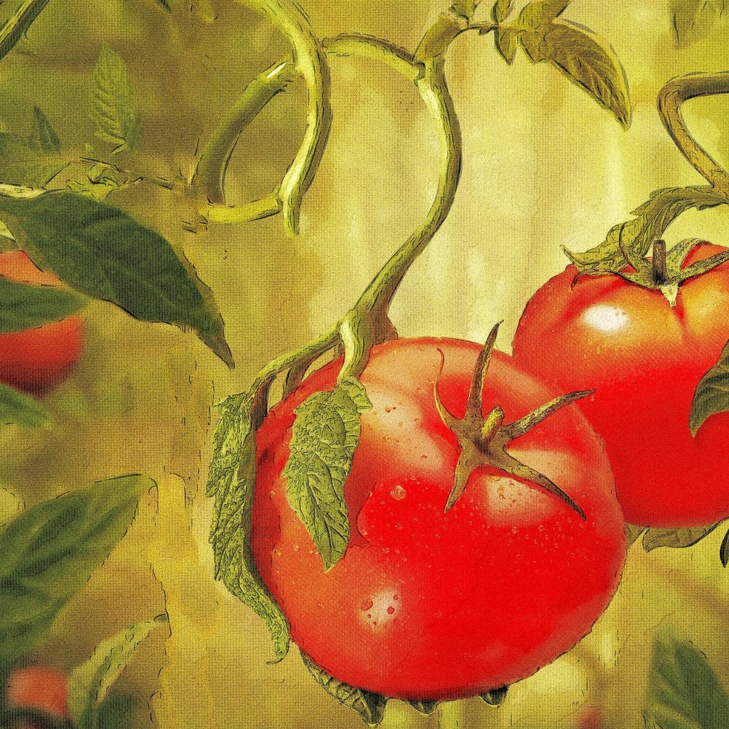 Обои овощи, живопись, помидоры, vegetables, painting, tomatoes разрешение 2880x1920 Загрузить