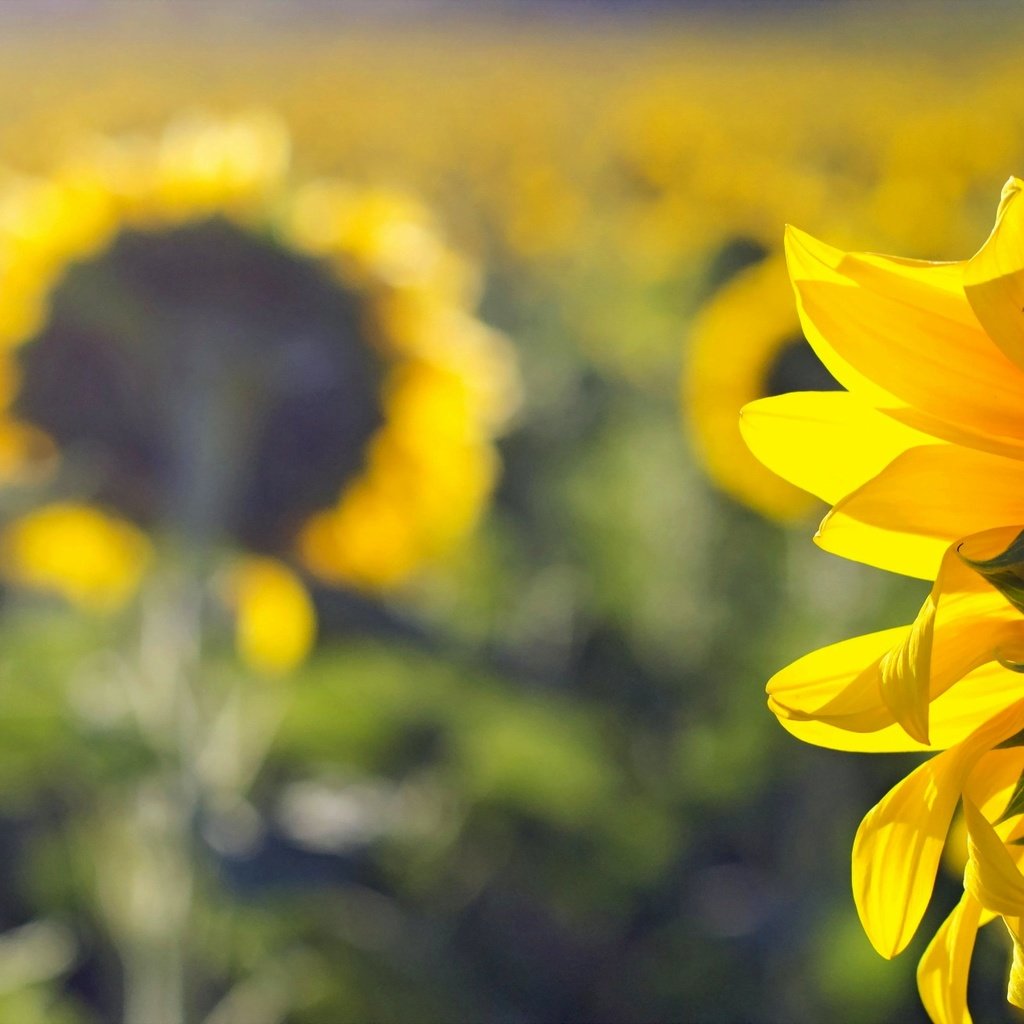 Обои природа, поле, лето, подсолнухи, nature, field, summer, sunflowers разрешение 2047x1312 Загрузить