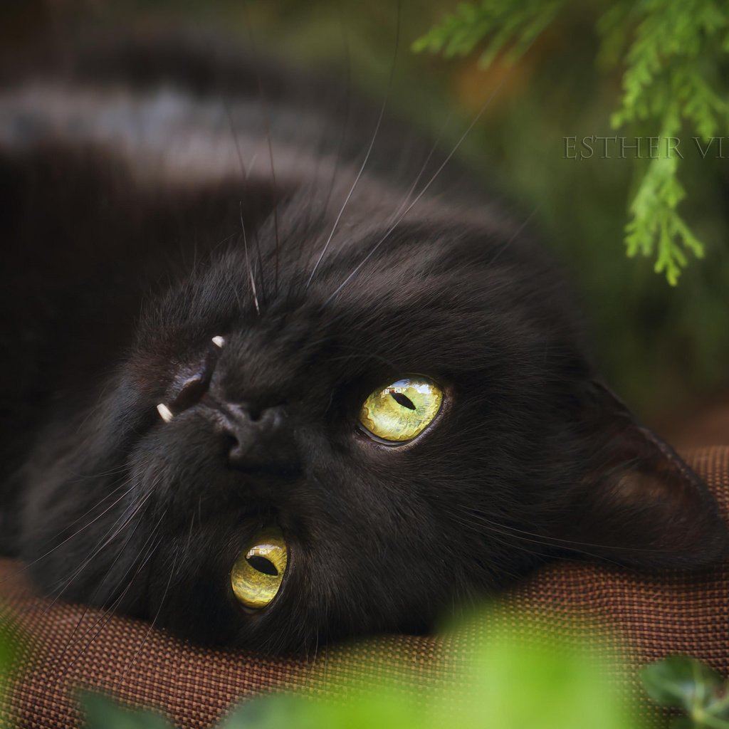 фото черной кошки с желтыми